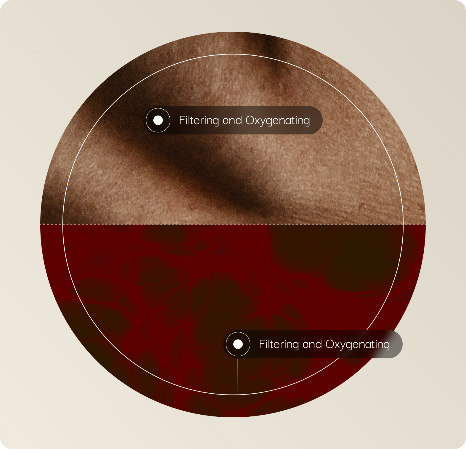 Circular graphic illustrating filtration and oxygenation in IV and IM delivery