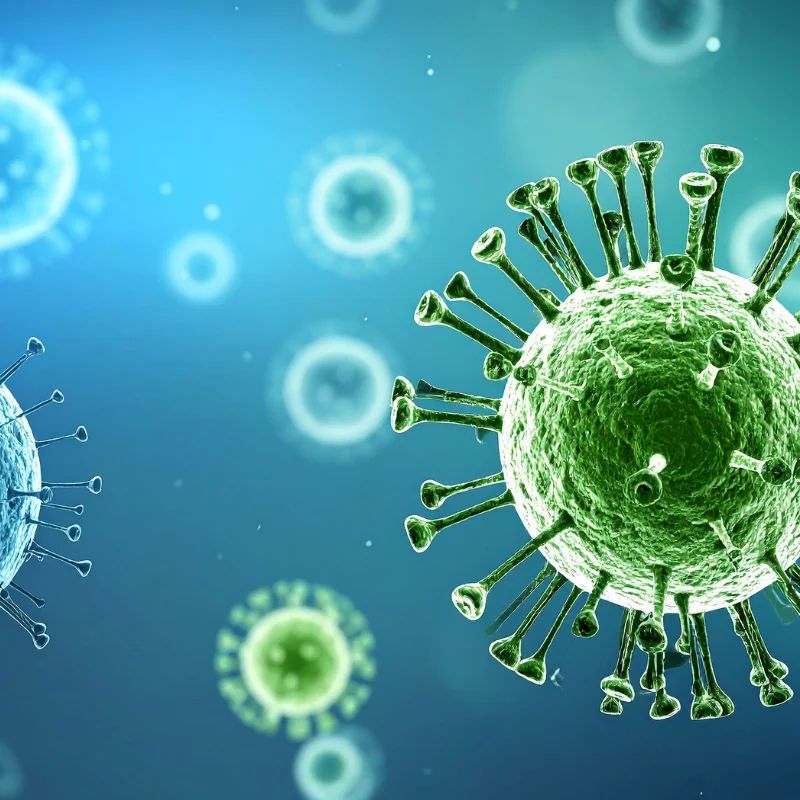what are muse cells?