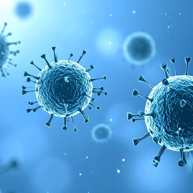 muse cells vs stem cells