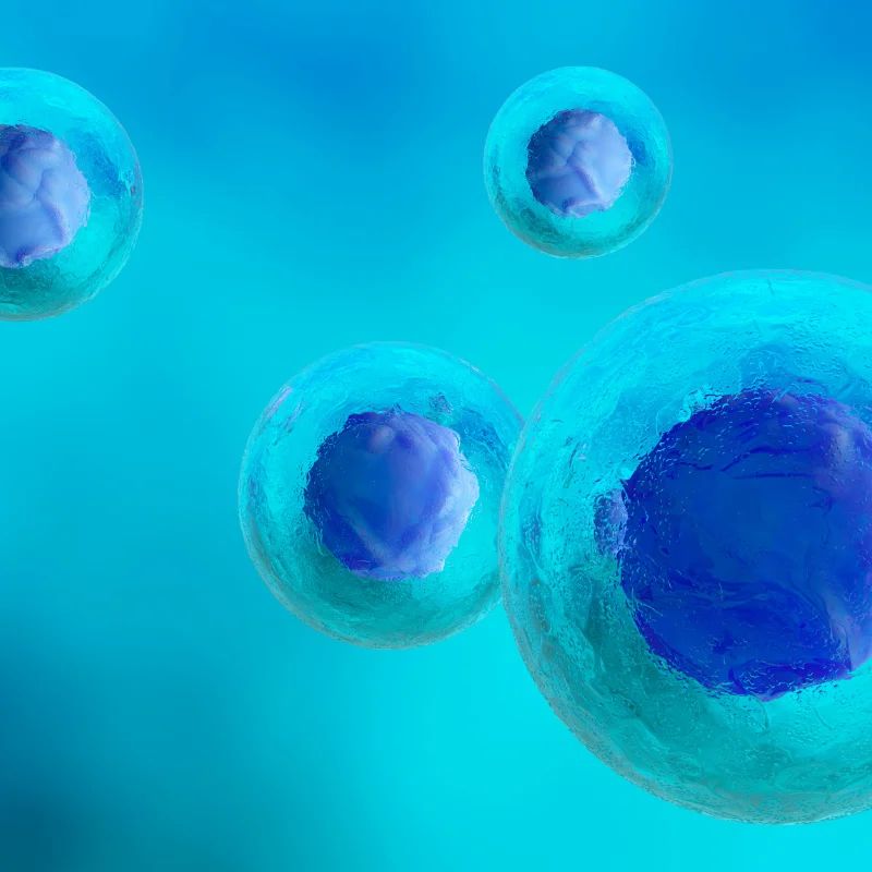 MUSE Cells vs PRP