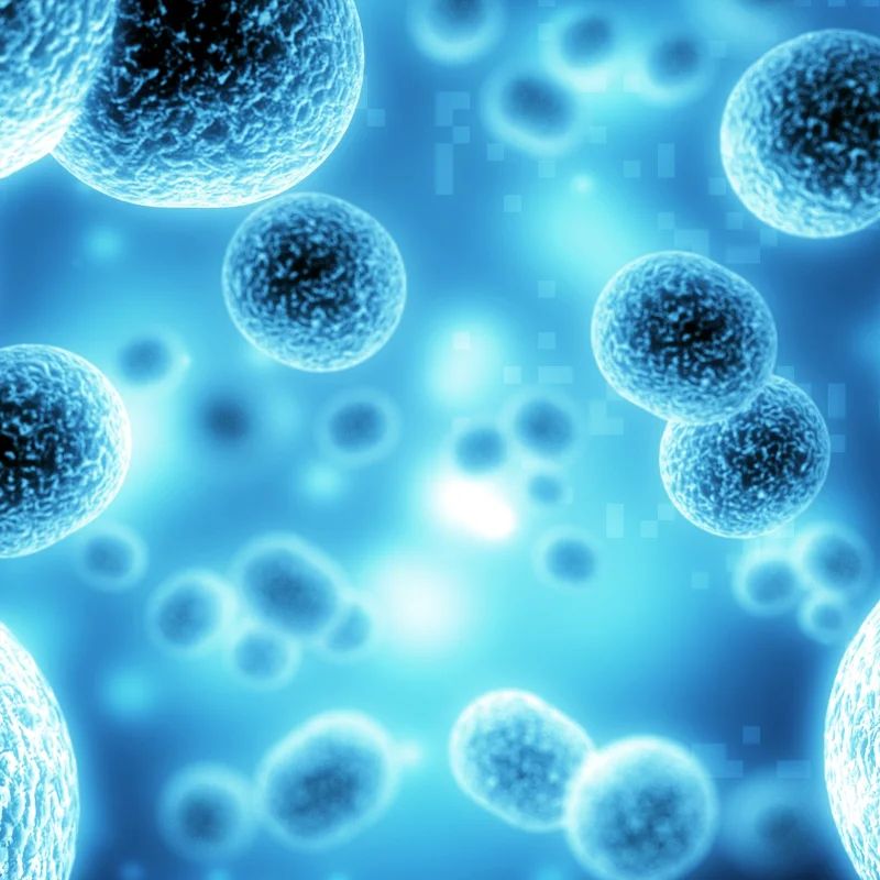 muse cells clinical trials status 2026